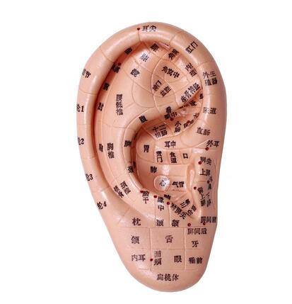 13CM 귀 경혈 침술 모델, 귀 반사 지대 모델, 귀 모델 침술 경혈 모델